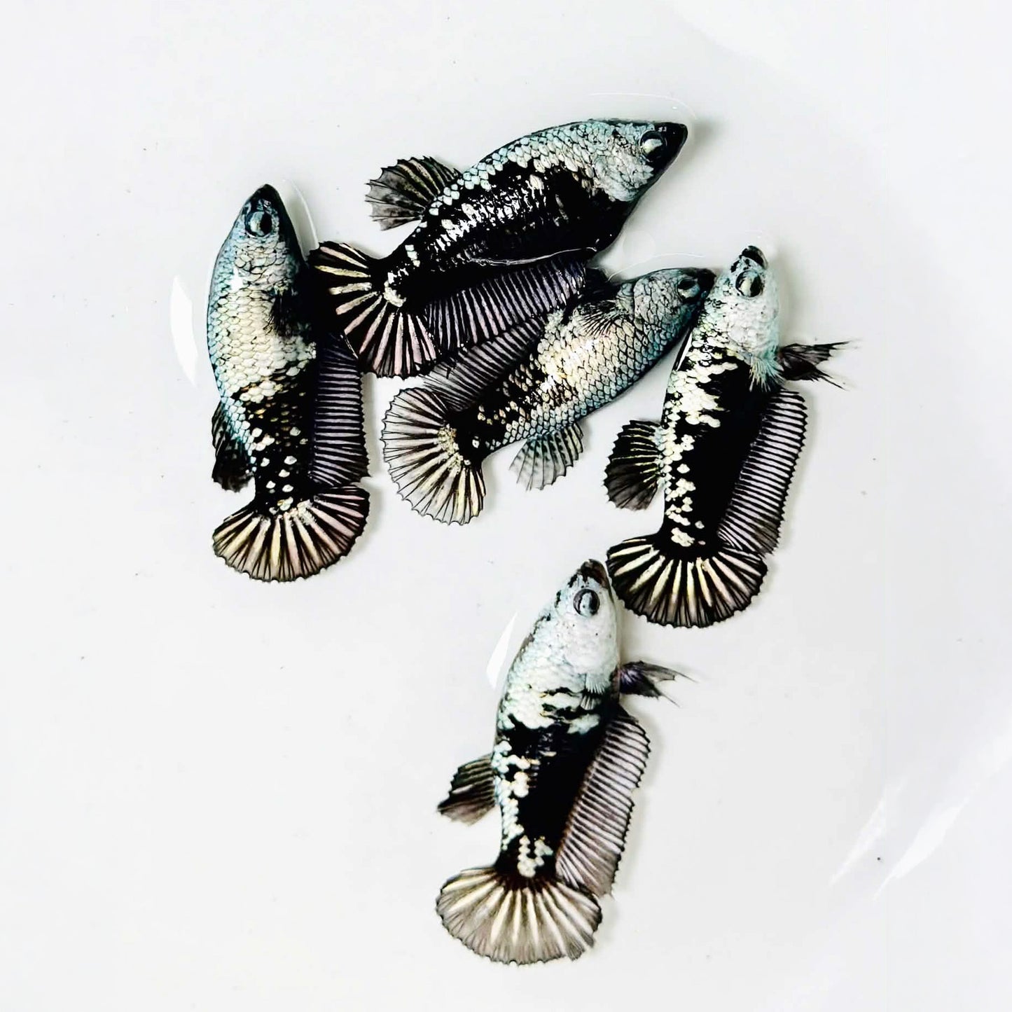 Black Samurai Female Betta Fish
