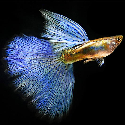 Blue Grass Fancy Guppy Fish