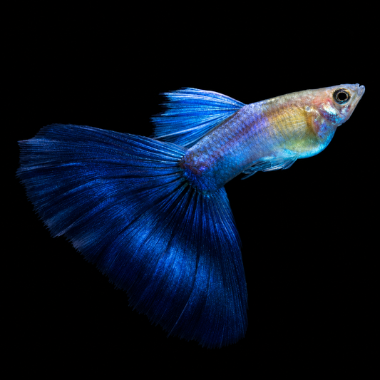 Blue Japan Guppy Fish
