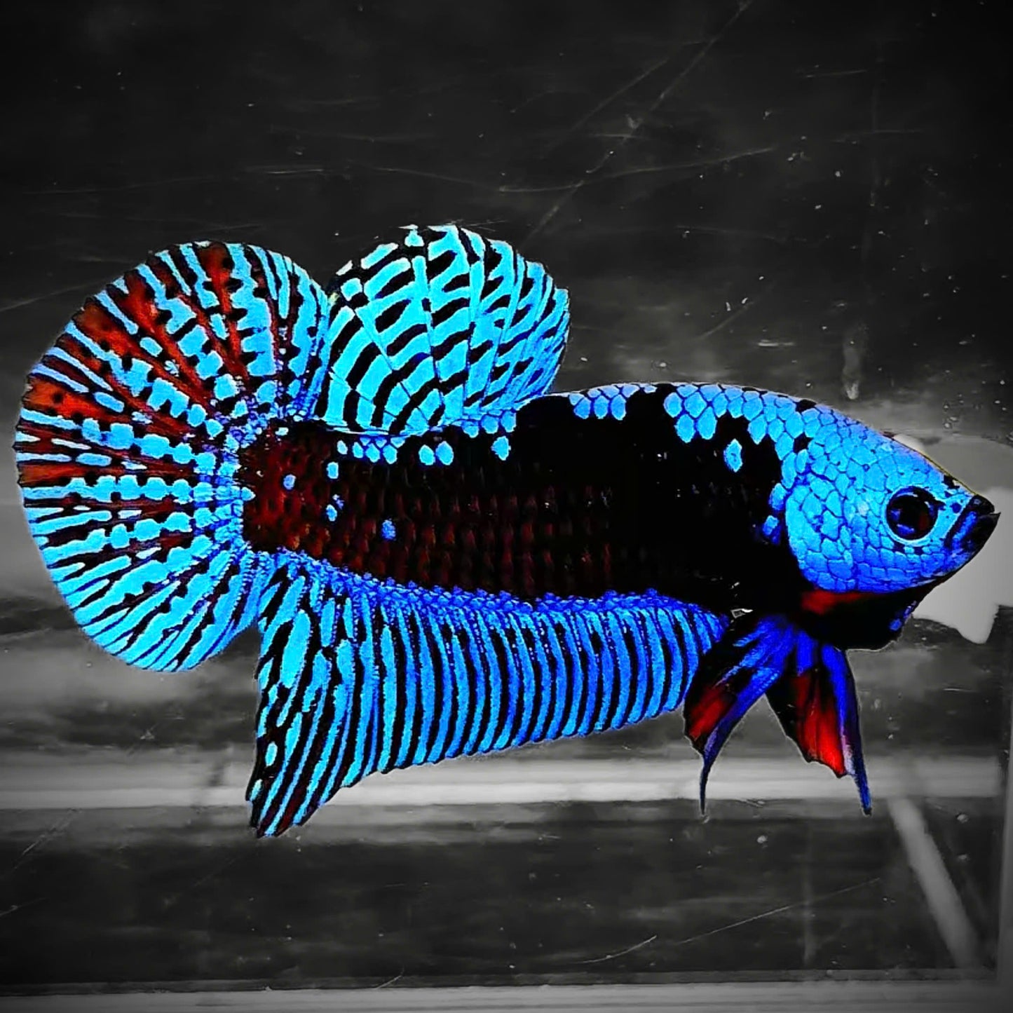 Blue Samurai Alien Wild Male Betta Fish | Grower Pick