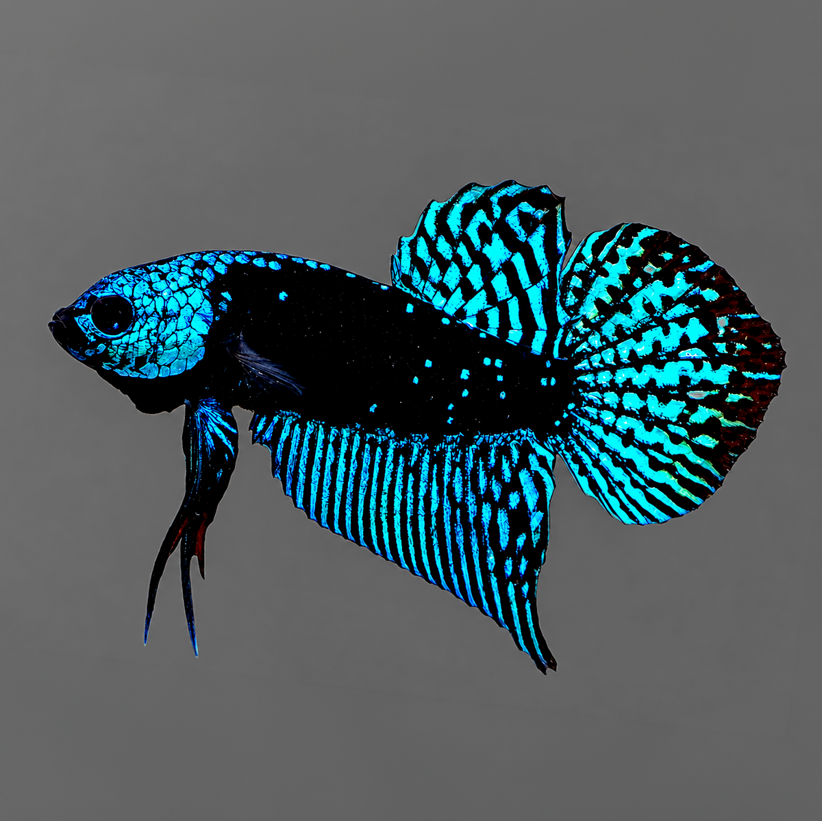 Blue Samurai Alien Wild Male Betta Fish | Grower Pick