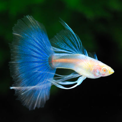 Blue Topaz Fin C Guppy Fish