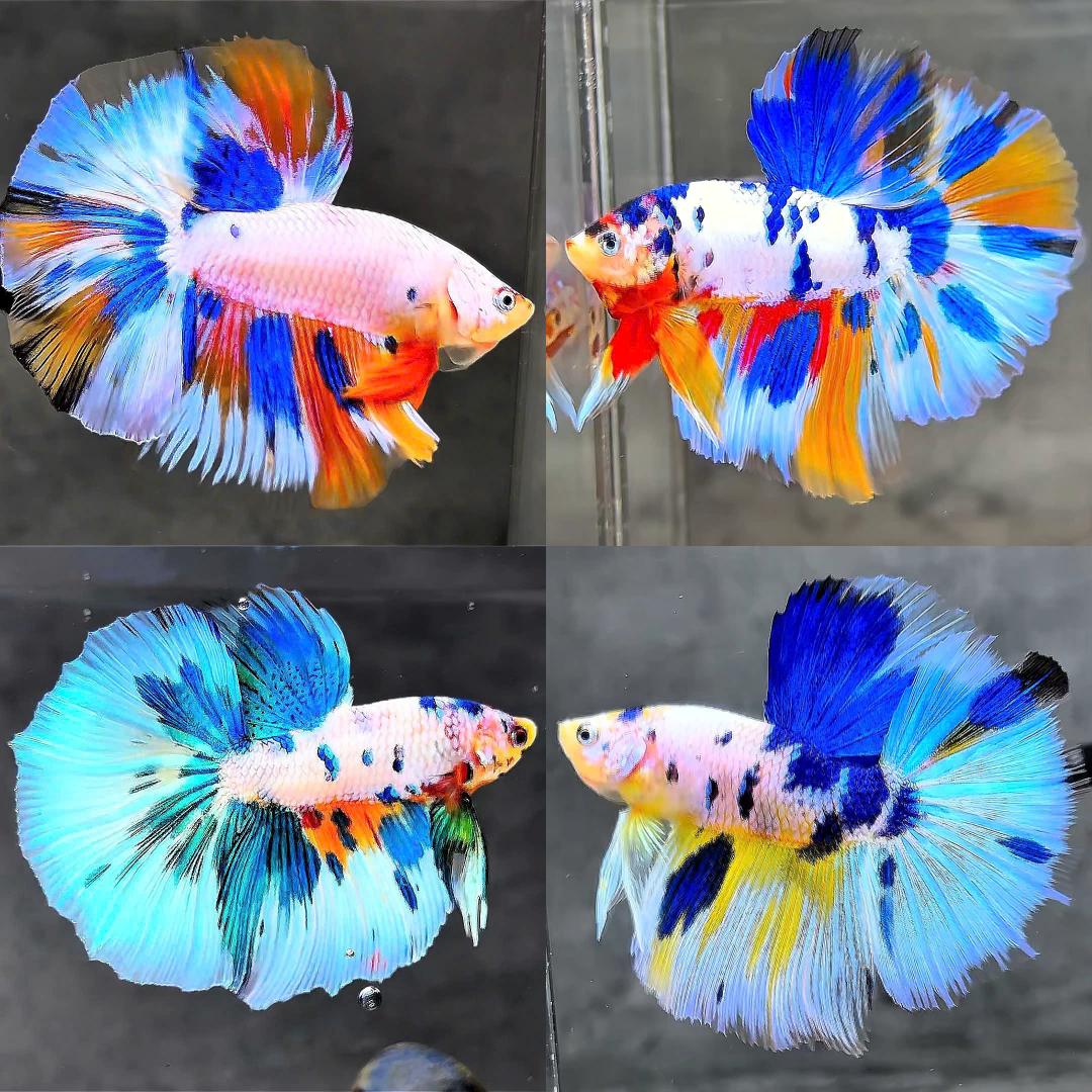 Koi Multicolor Candy Halfmoon Male Betta Fish High Grade | Mystery Betta