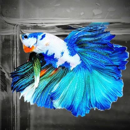Candy Marble Halfmoon Male Betta Fish