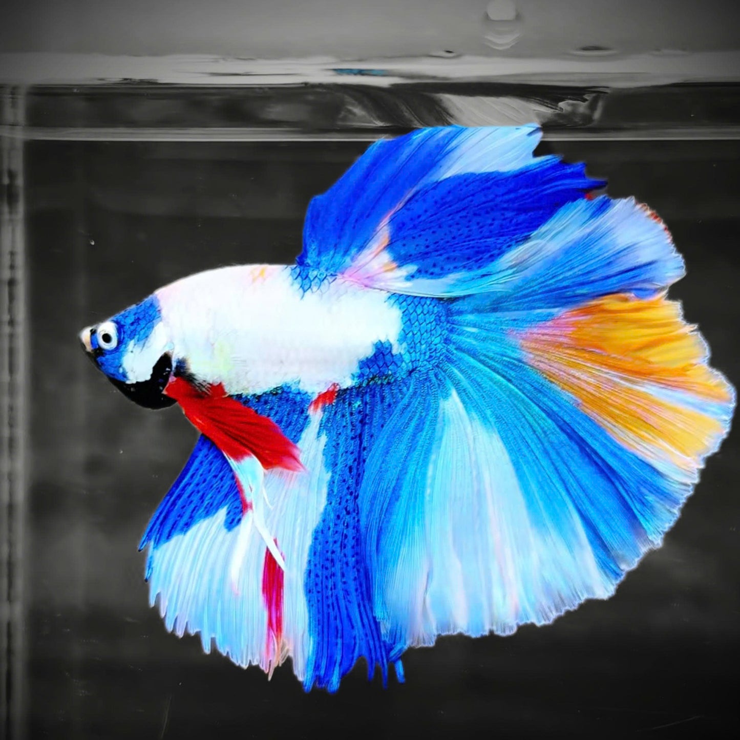 Candy Marble Halfmoon Male Betta Fish