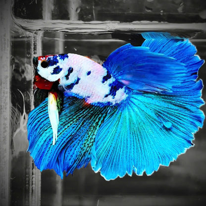 Candy Marble Halfmoon Male Betta Fish