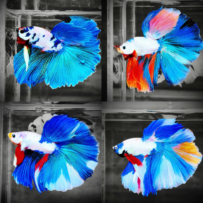 Candy Marble Halfmoon Male Betta Fish