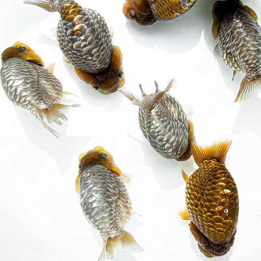 Chocolate Scale Ranchu Goldfish | Ultra Rare