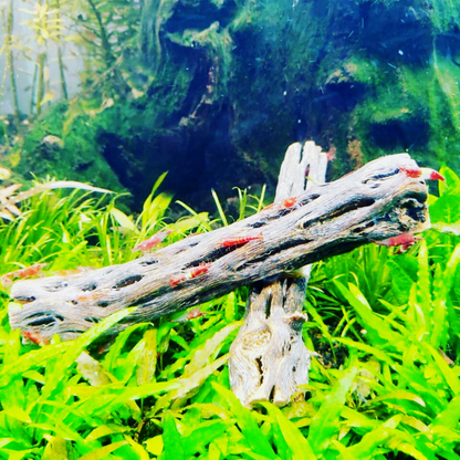 Cholla Driftwood Sticks | Shrimp Approved