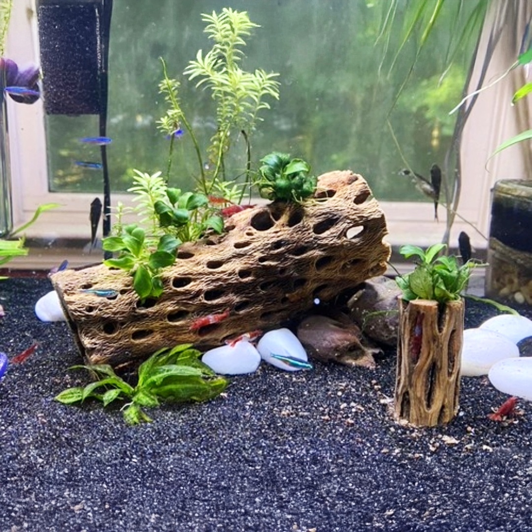 Cholla Driftwood Sticks | Shrimp Approved