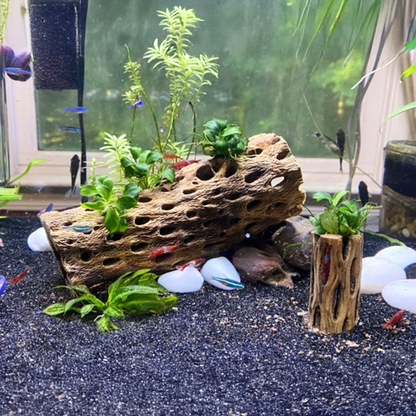 Cholla Driftwood Sticks | Shrimp Approved