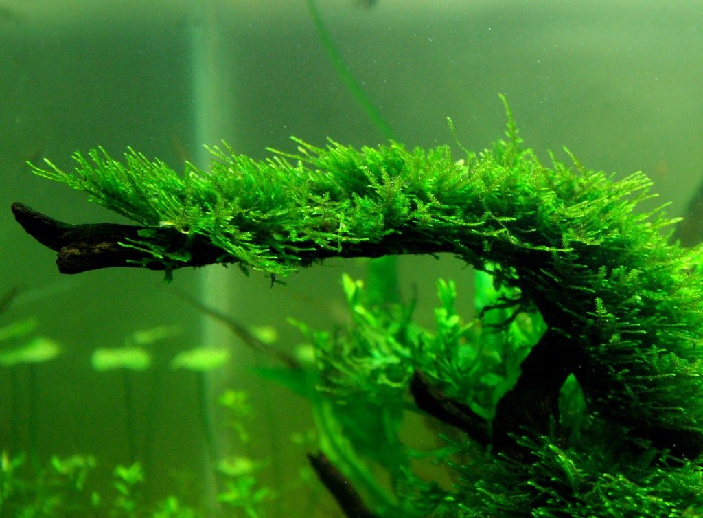 Mini Christmas Moss