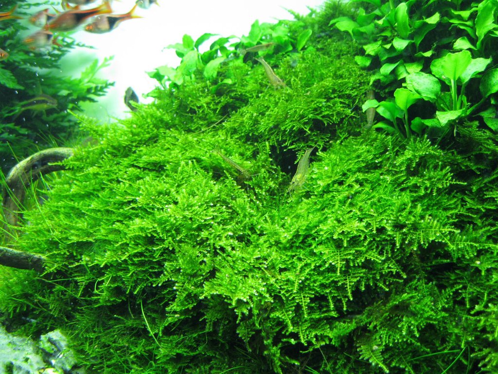 Mini Christmas Moss