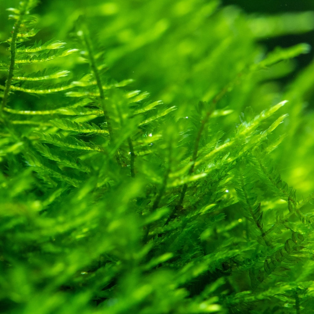 Mini Christmas Moss