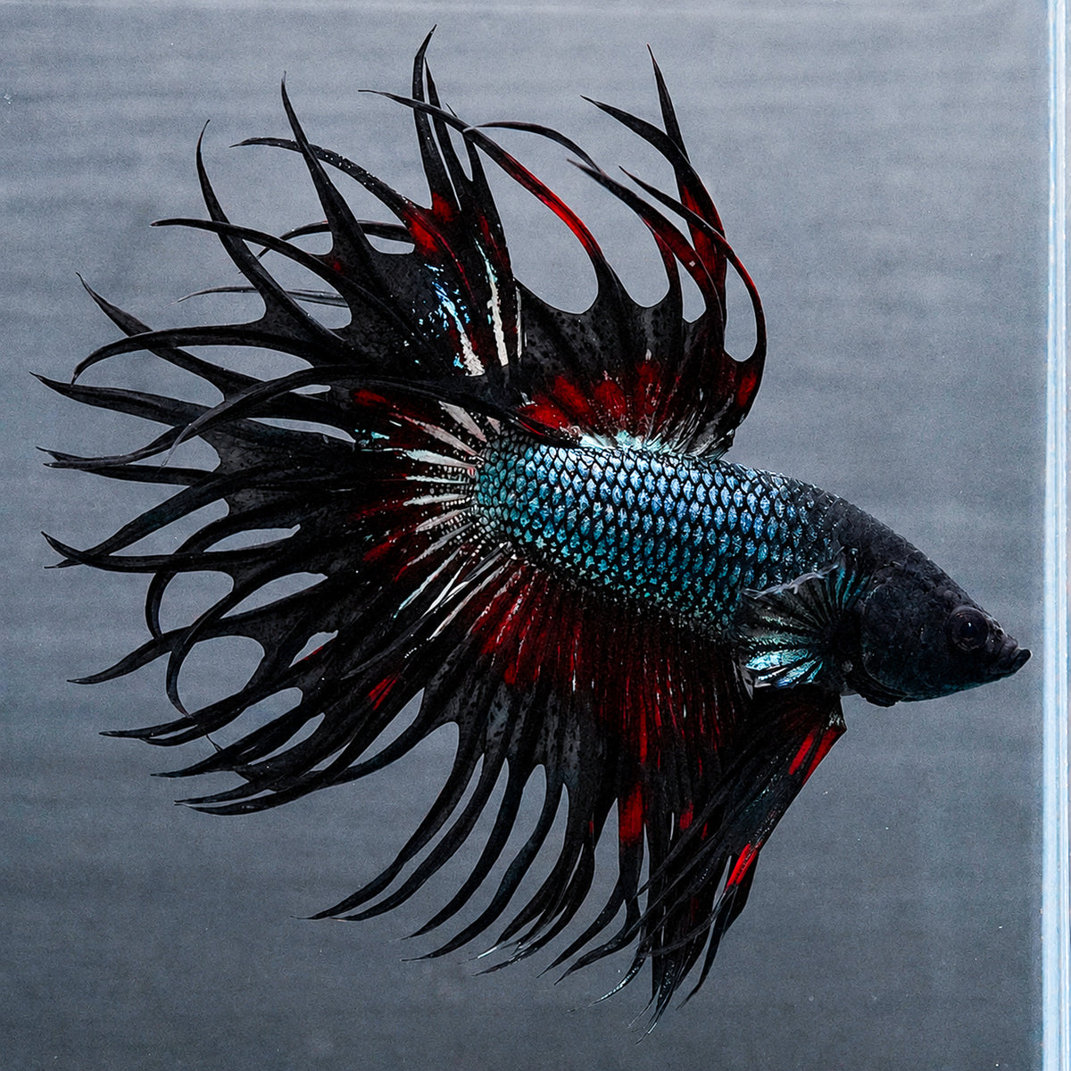 Copper Red Crowntail Male Betta Fish