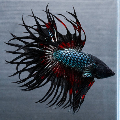 Copper Red Crowntail Male Betta Fish