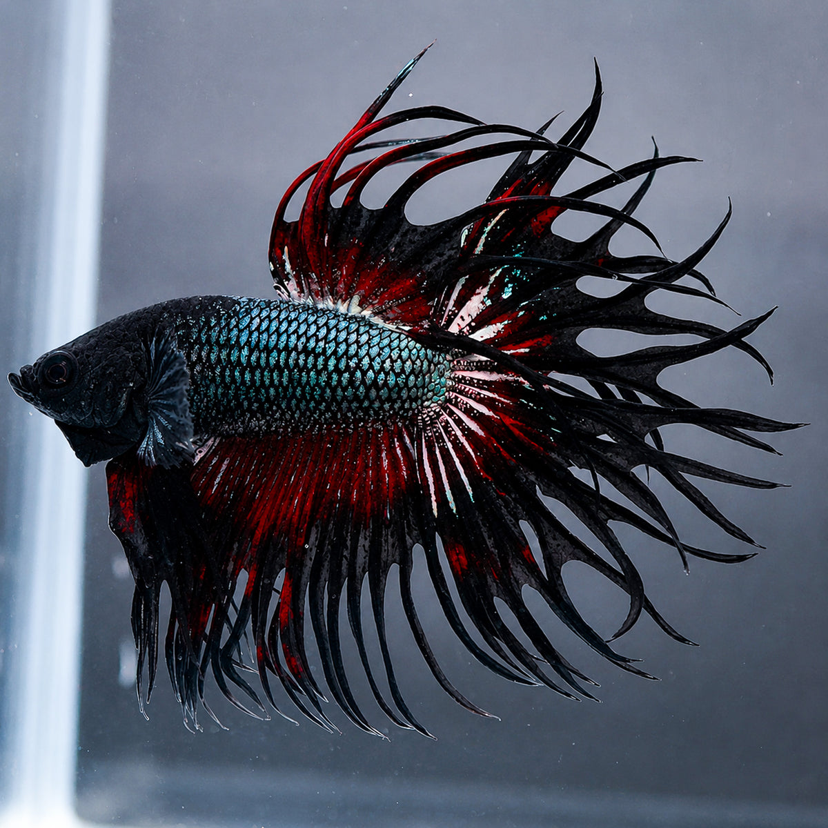 Copper Red Crowntail Male Betta Fish
