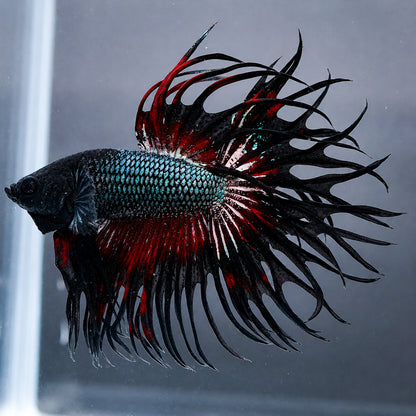 Copper Red Crowntail Male Betta Fish
