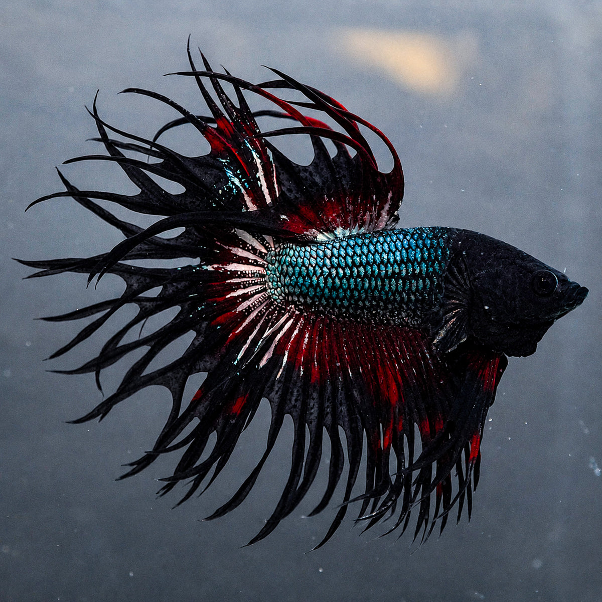 Copper Red Crowntail Male Betta Fish
