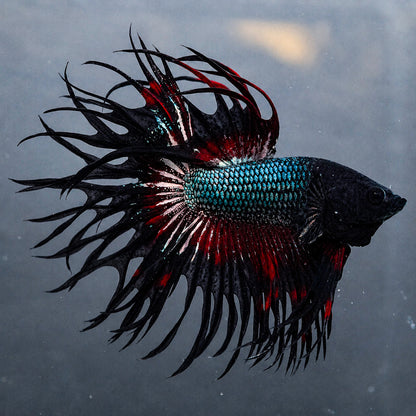 Copper Red Crowntail Male Betta Fish