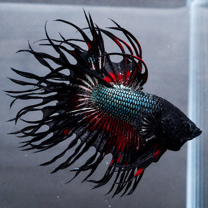 Copper Red Crowntail Male Betta Fish