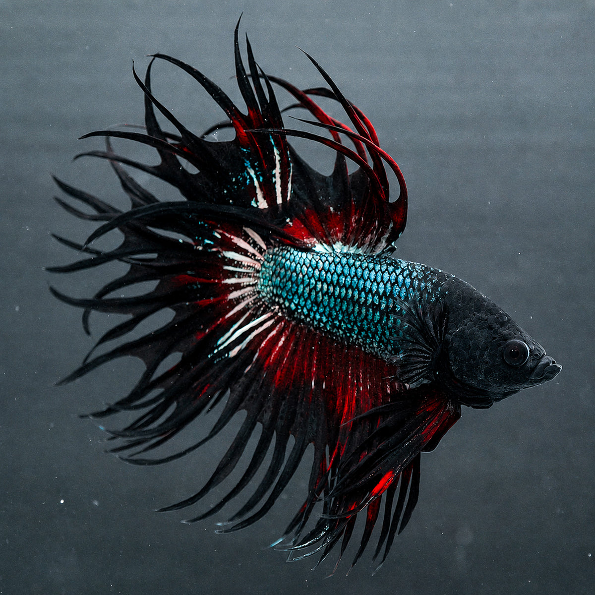 Copper Red Crowntail Male Betta Fish