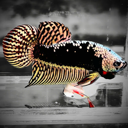 Copper Samurai Alien Wild Male Betta Fish | Grower Pick