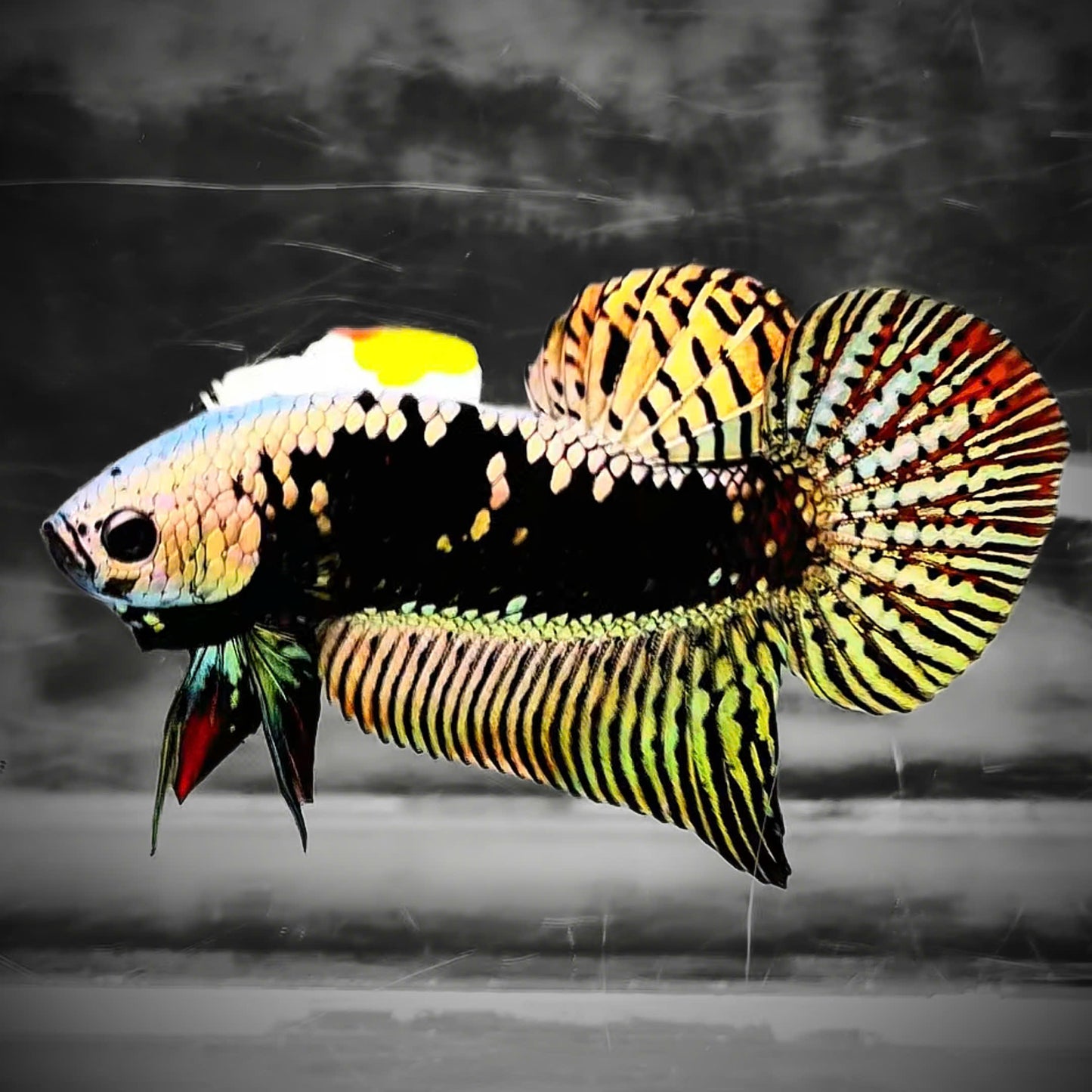 Copper Samurai Alien Wild Male Betta Fish | Grower Pick