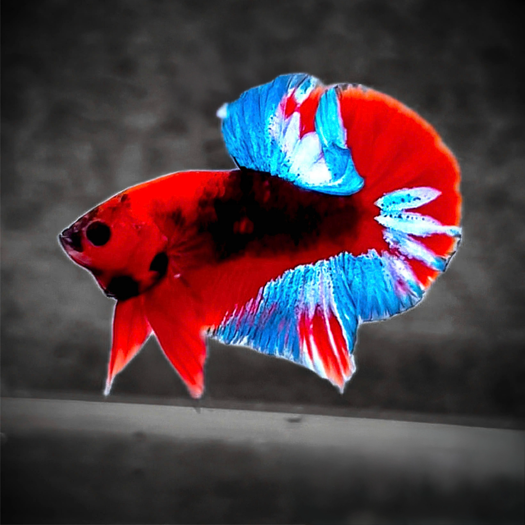 Dark Flame Hellboy Plakat Male Betta Fish