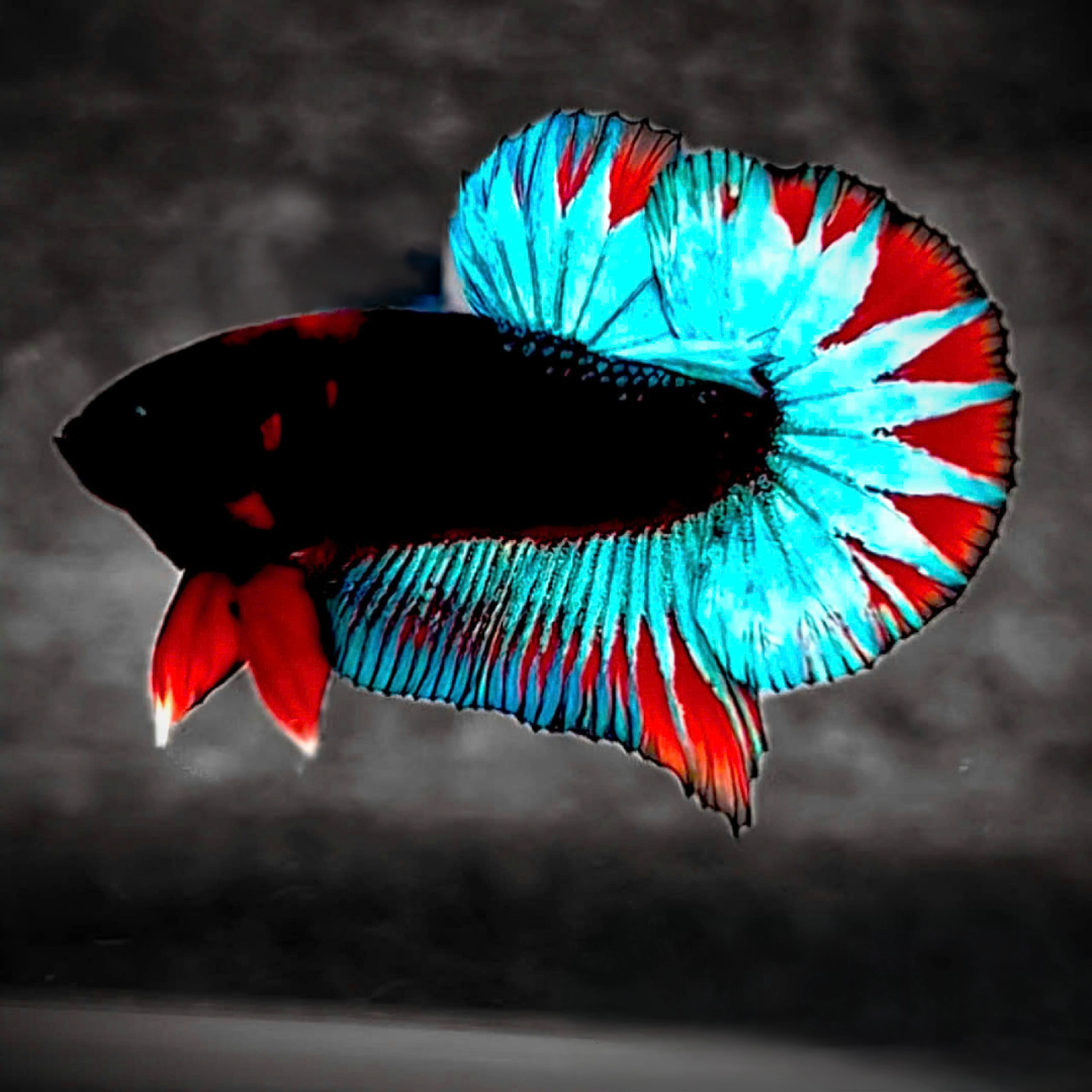 Dark Flame Hellboy Plakat Male Betta Fish