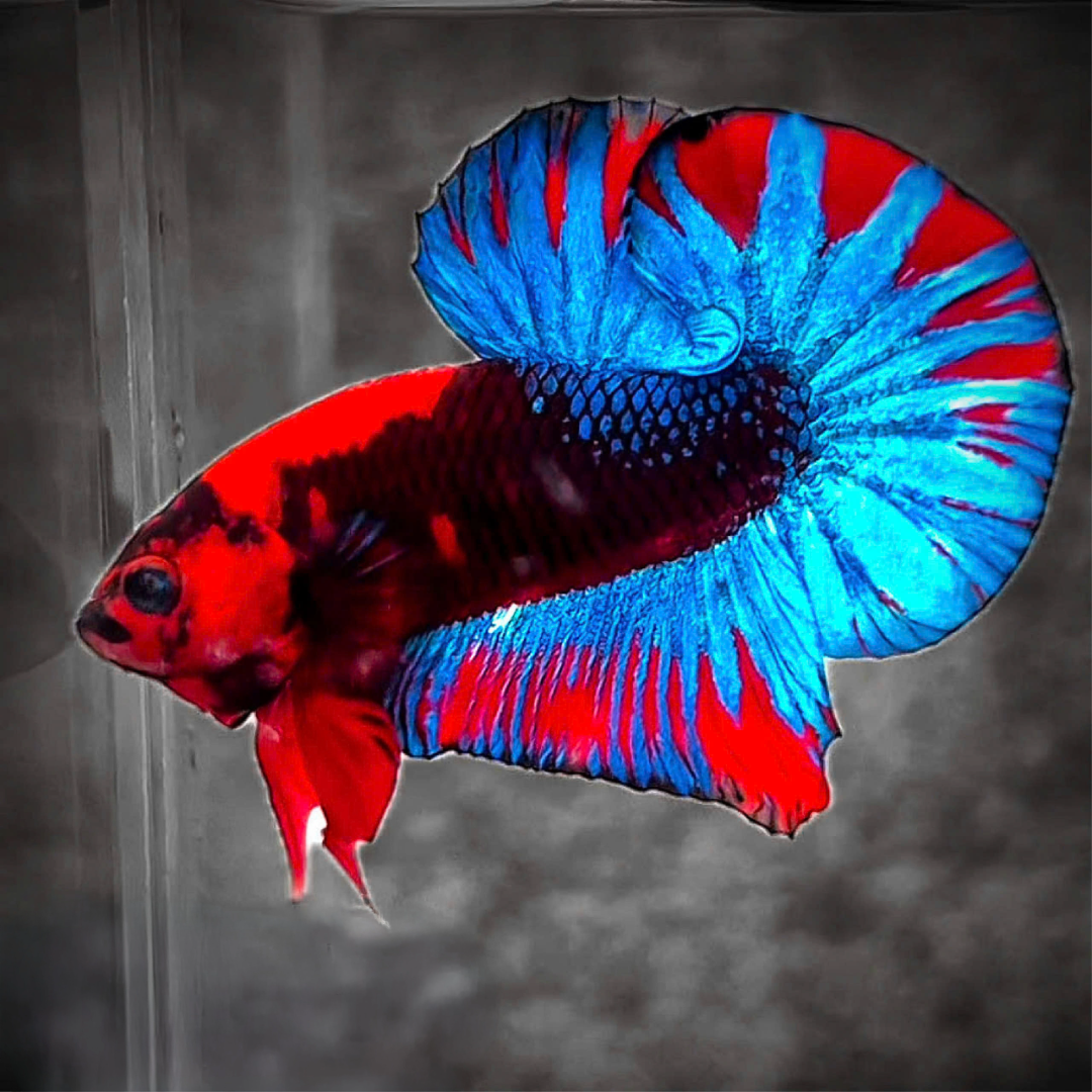 Dark Flame Hellboy Plakat Male Betta Fish