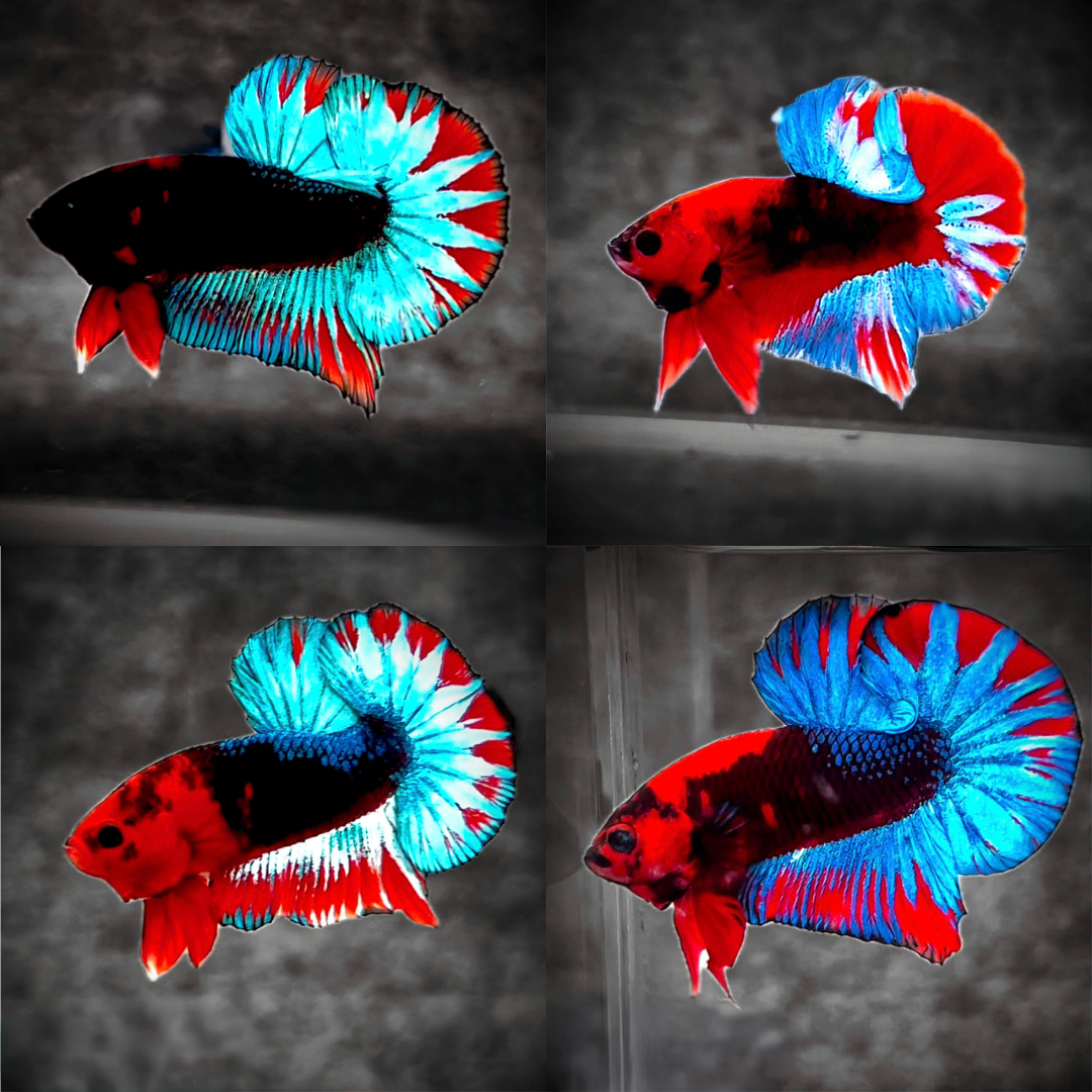 Dark Flame Hellboy Plakat Male Betta Fish