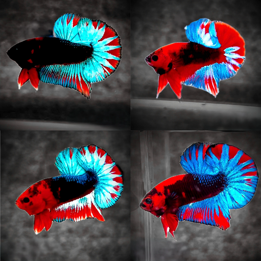 Dark Flame Hellboy Plakat Male Betta Fish