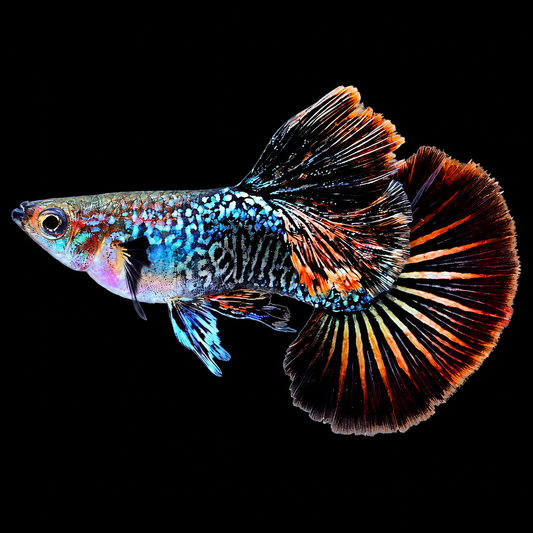 Dark Red Dragon Guppy Fish