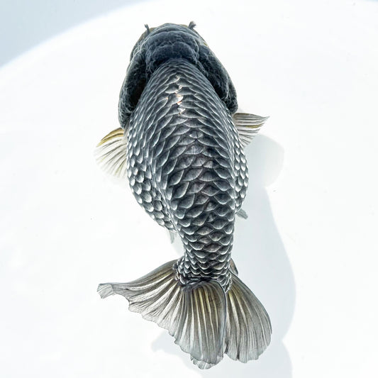 Dragon Scale Ranchu Goldfish | Exotic Premium Fancy Goldfish