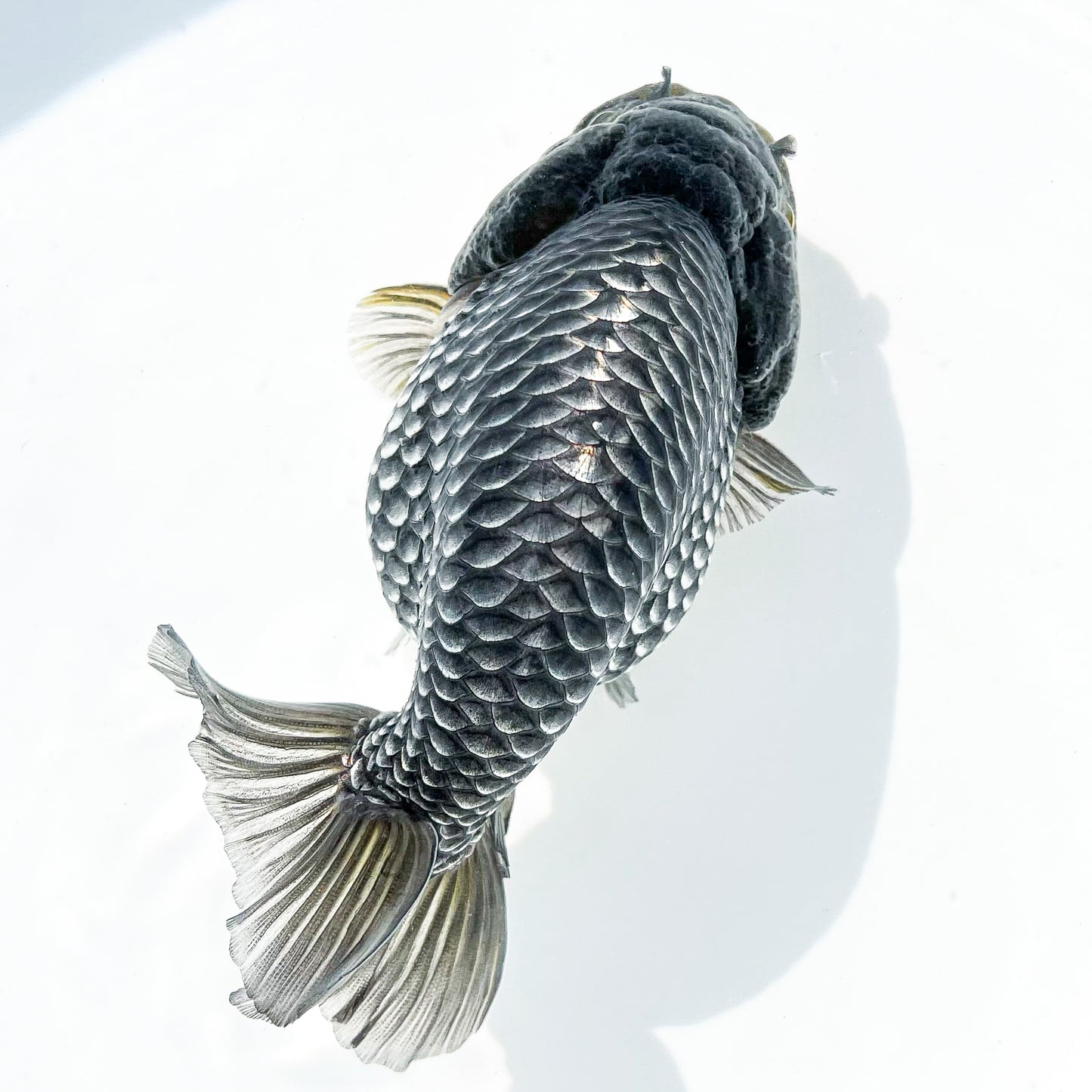 Dragon Scale Ranchu Goldfish | Exotic Premium