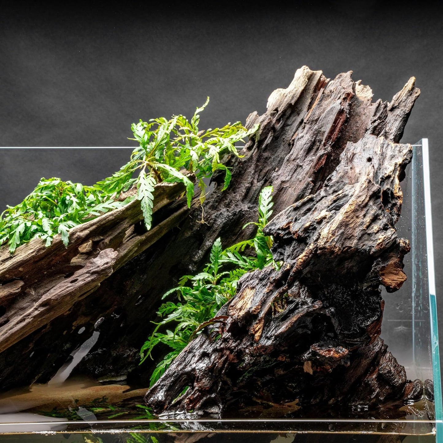 Dragon Driftwood | Aquascape Grade