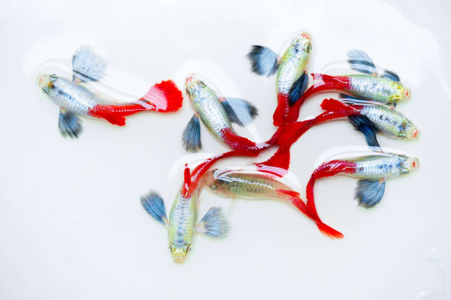 Dumbo Red Tail Guppy Fish