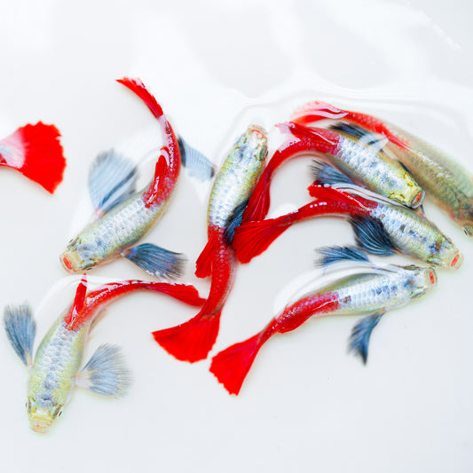 Dumbo Red Tail Guppy Fish