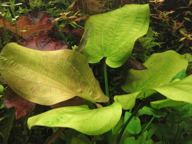 Echinodorus Scaber