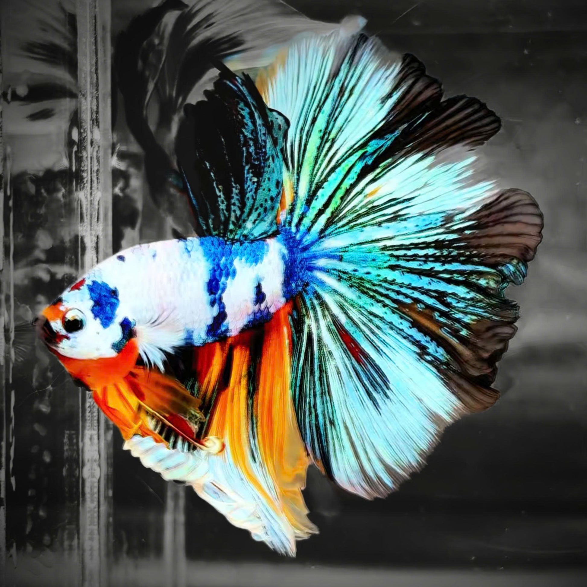 Fancy Halfmoon Male Betta Fish High Grade | Buy 4 Get 1 Free | Mystery Betta