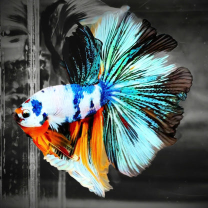 Fancy Halfmoon Male Betta Fish High Grade | Buy 4 Get 1 Free | Mystery Betta