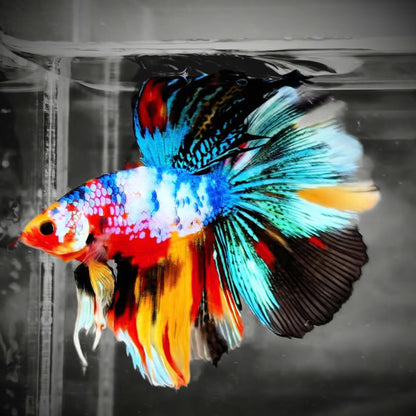 Fancy Halfmoon Male Betta Fish High Grade | Buy 4 Get 1 Free | Mystery Betta