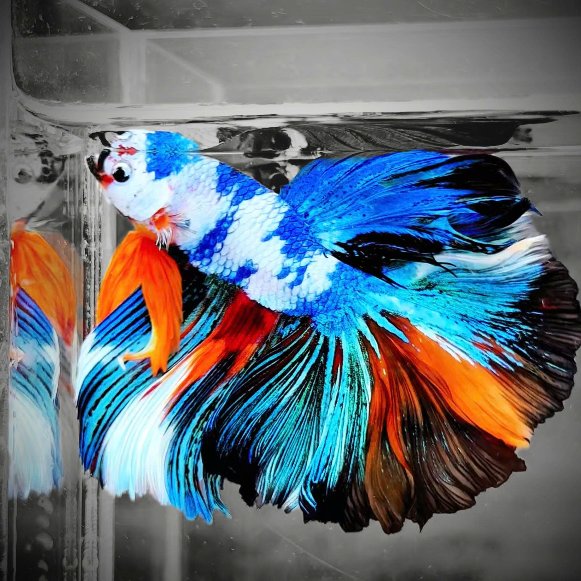 Fancy Halfmoon Male Betta Fish High Grade | Buy 4 Get 1 Free | Mystery Betta