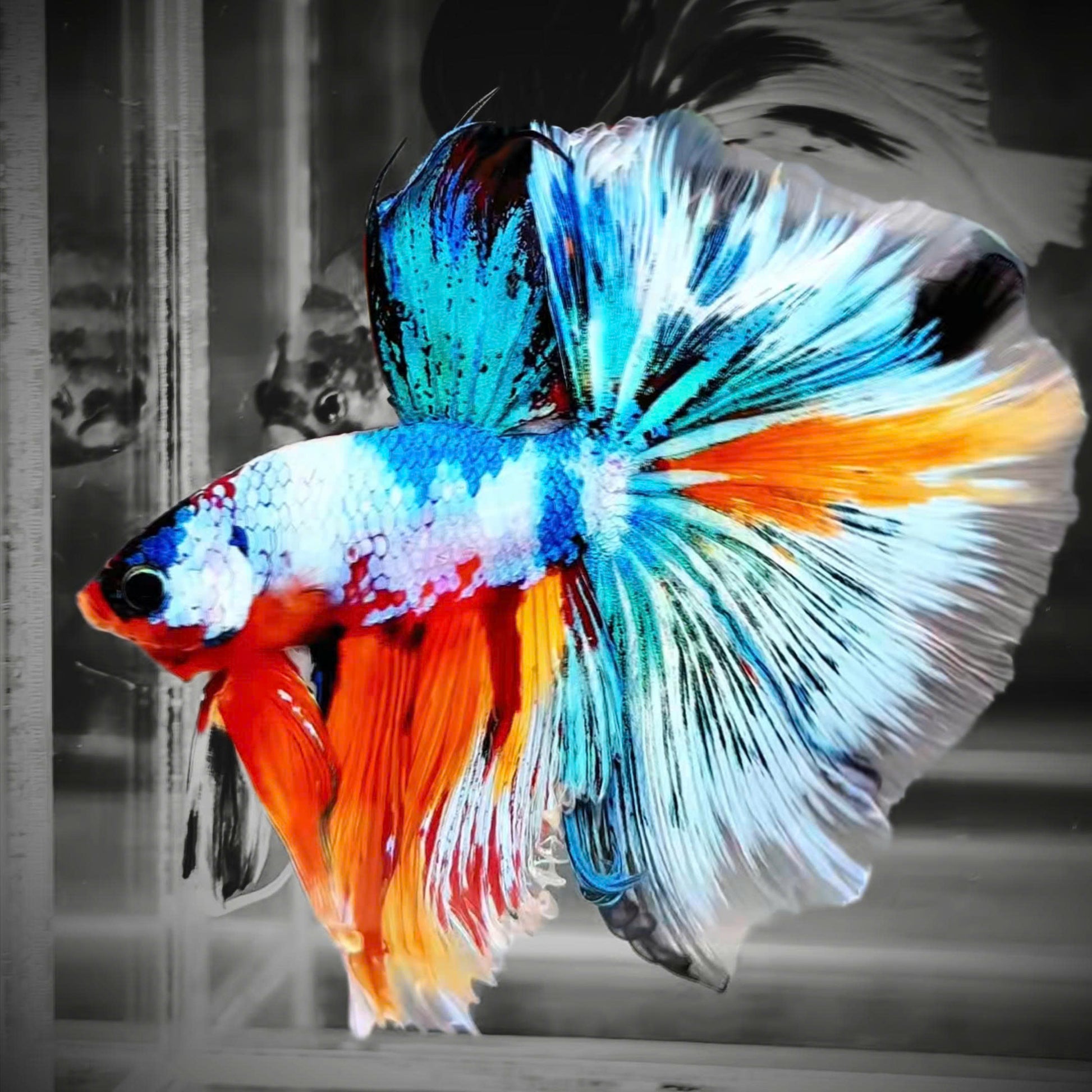 Fancy Halfmoon Male Betta Fish High Grade | Buy 4 Get 1 Free | Mystery Betta