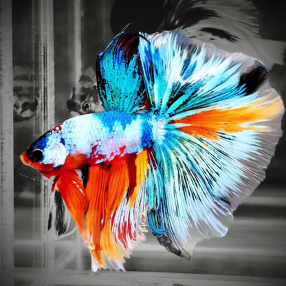 Fancy Halfmoon Male Betta Fish High Grade | Buy 4 Get 1 Free | Mystery Betta