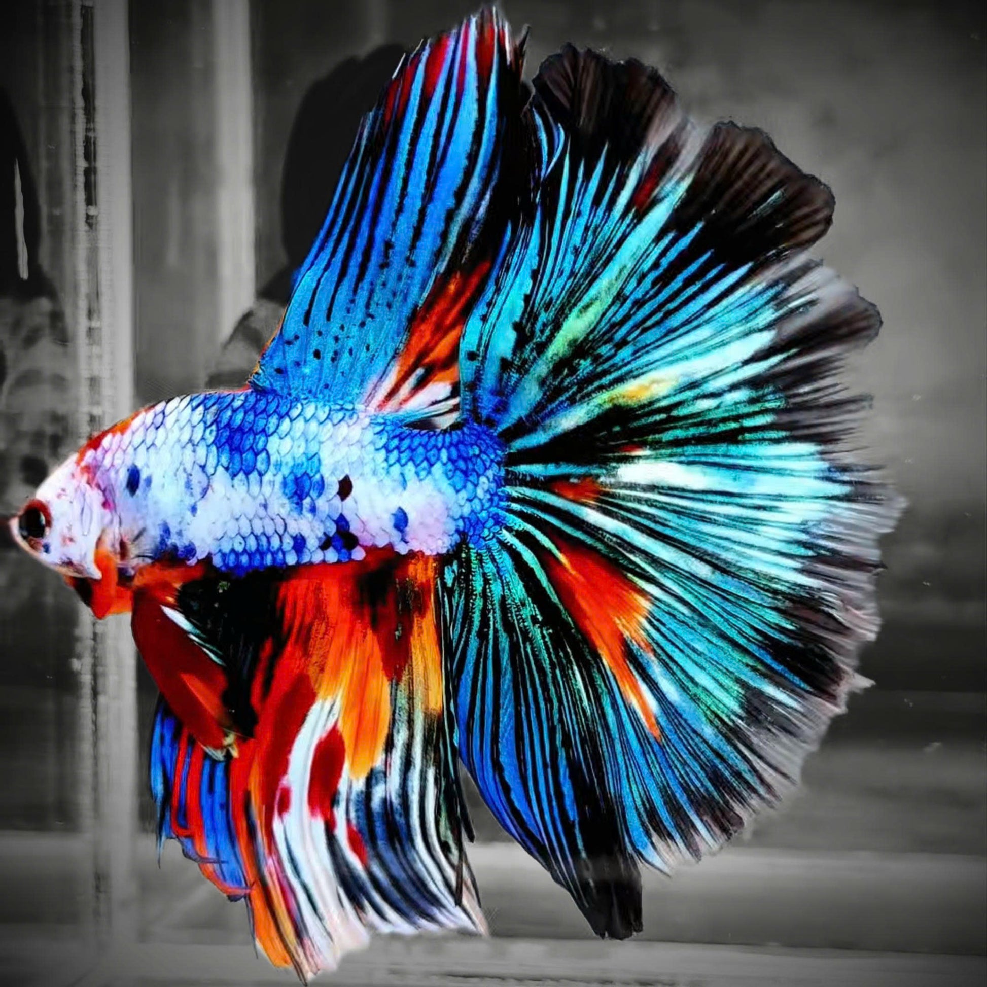 Fancy Halfmoon Male Betta Fish High Grade | Buy 4 Get 1 Free | Mystery Betta