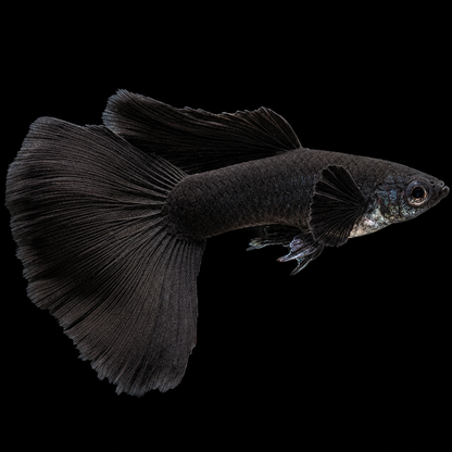 Full Black Guppy Fish