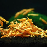 Golden Neocaridina Shrimp