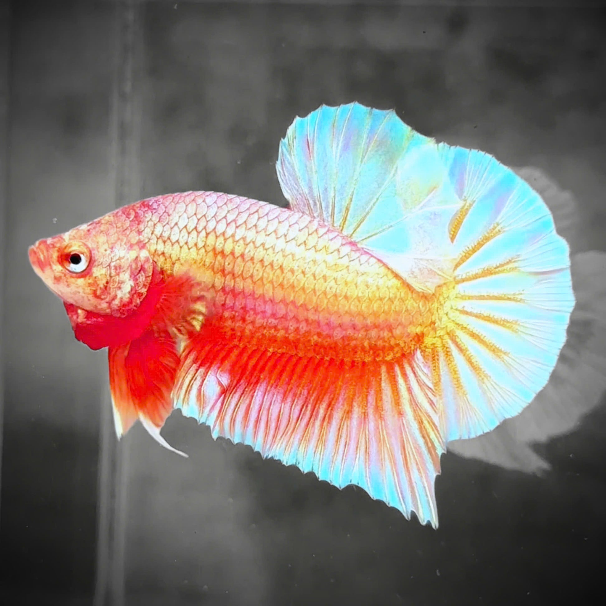 Golden Pink Plakat Male Betta Fish | Premium Grade | Grower Pick